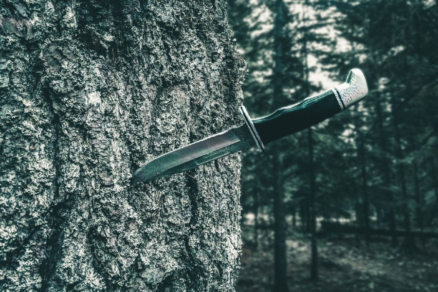 a Damascus bowie knife stuck in a tree